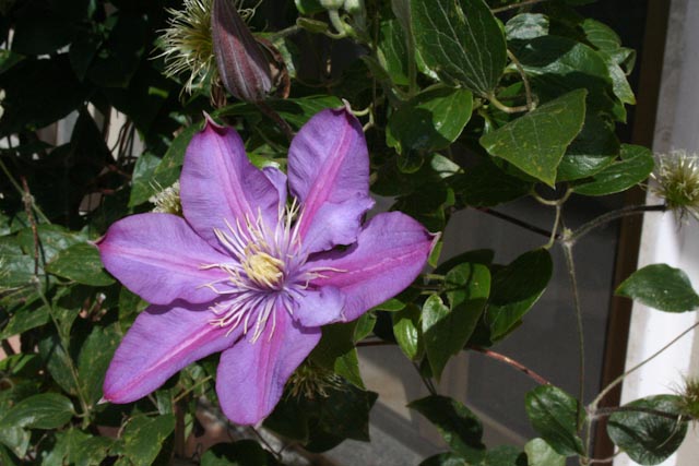 bo 019 2    l'angolo di ale   clematis