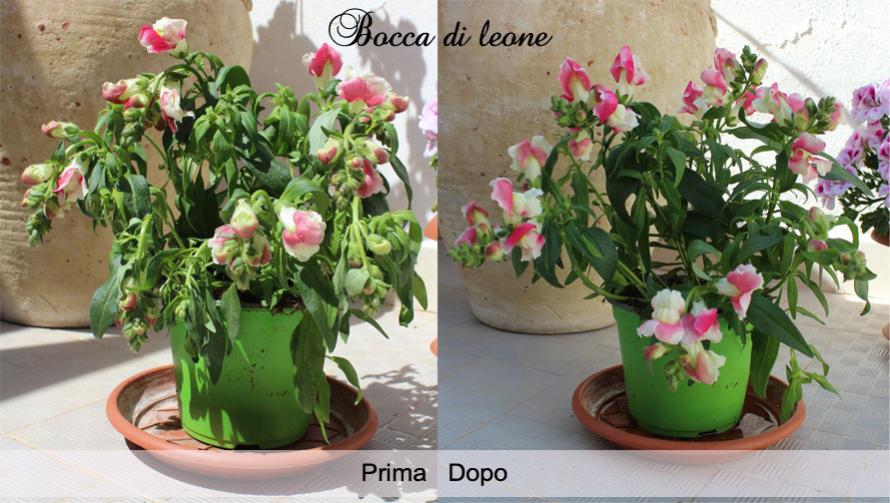 bocca di leone- 2 giorni dopo