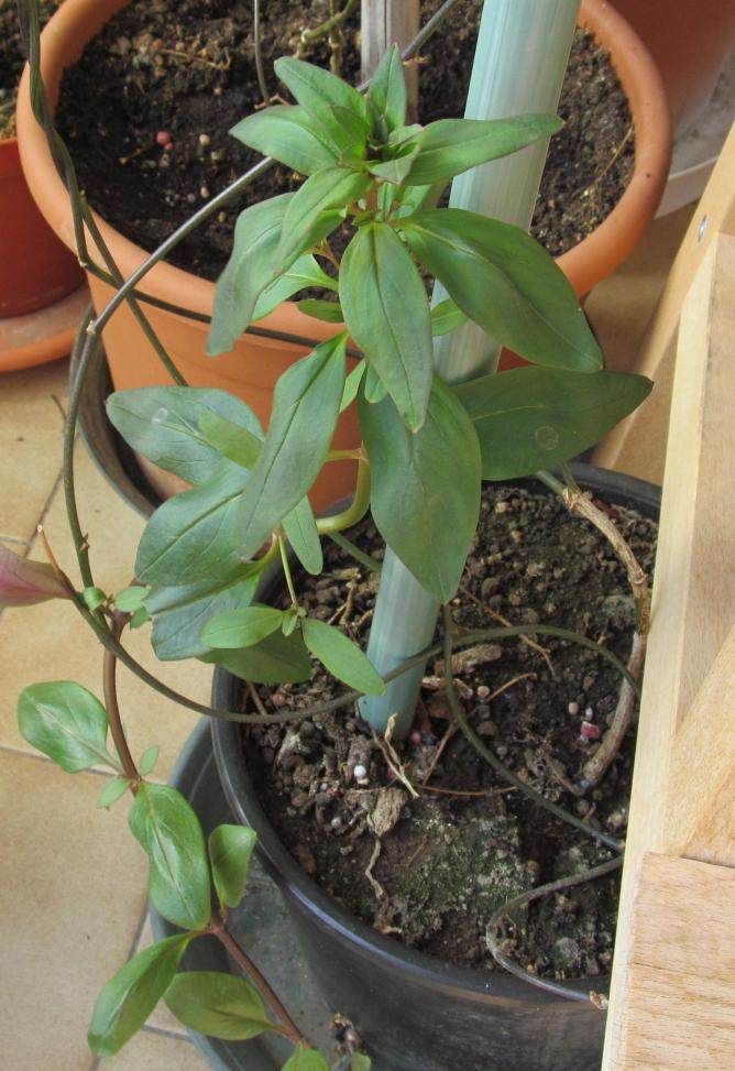 Bocca di leone invernale