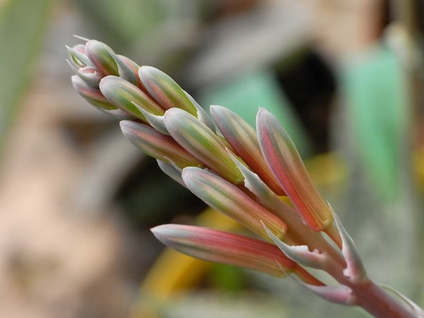 boccio aloe aristata