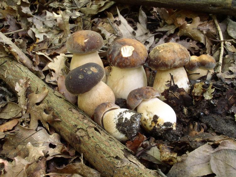 Boletus aereus