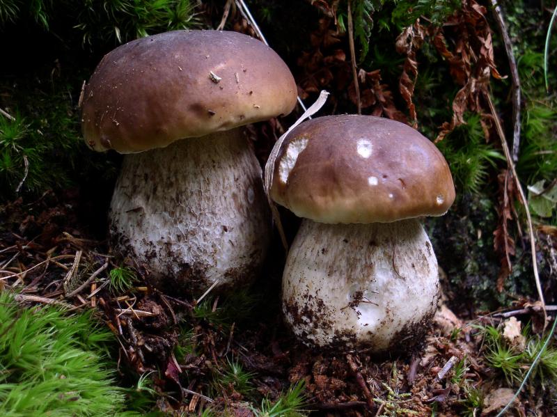 Boletus edulis