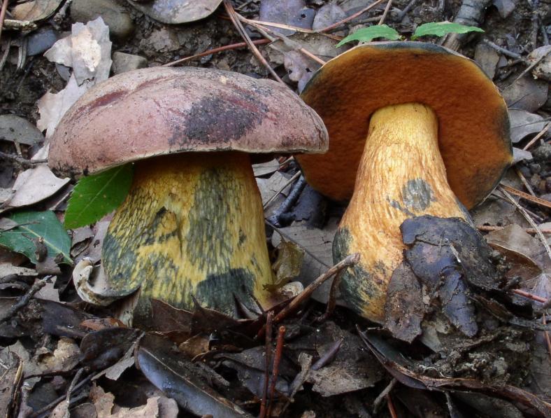 Boletus luridus