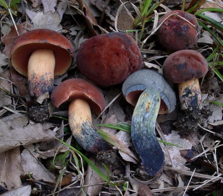 Boletus queletii.