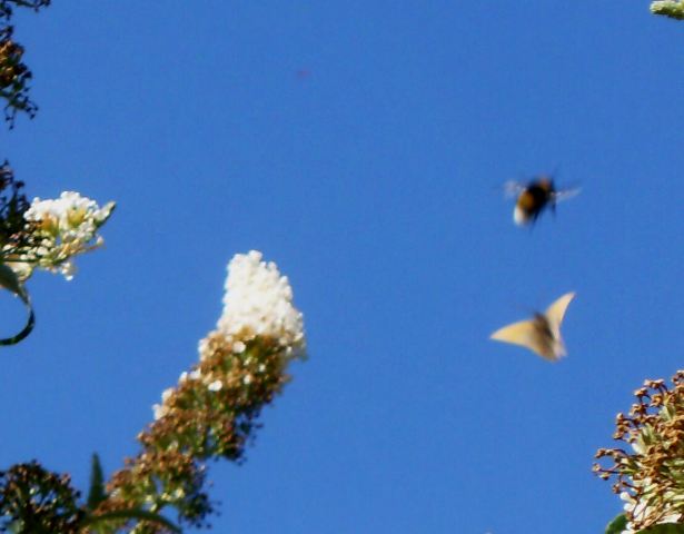 Bombo e farfalla in volo