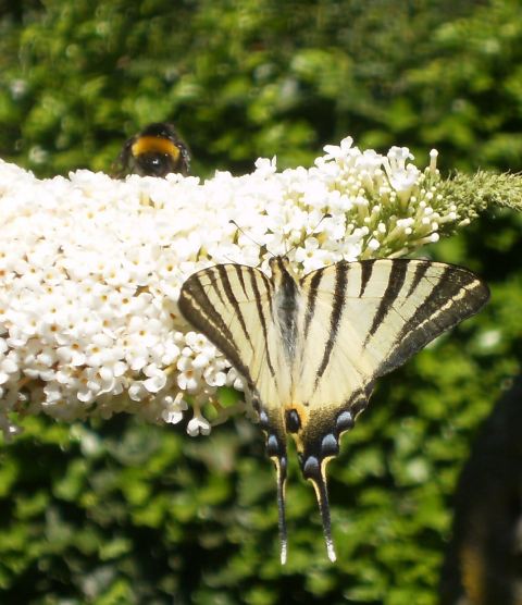 Bombo e Iphiclides podalirius