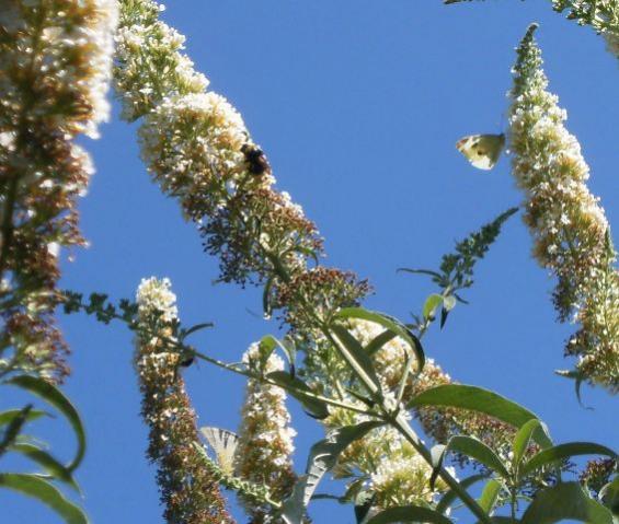 Bombo e Pieris brassicae (Cavolaia maggiore)