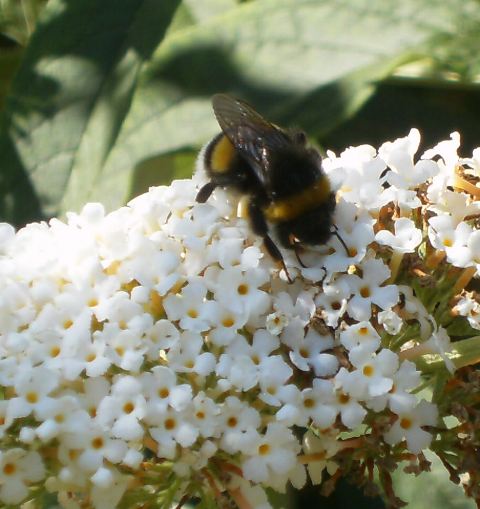 Bombus terrestris