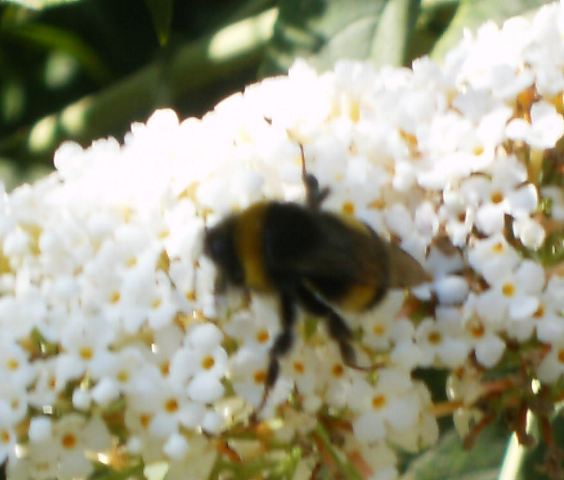 Bombus terrestris