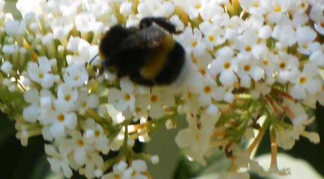 Bombus terrestris