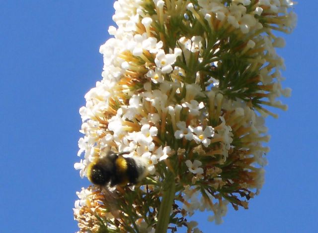 Bombus terrestris