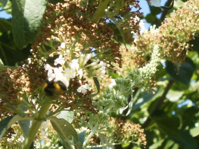 Bombus terrestris