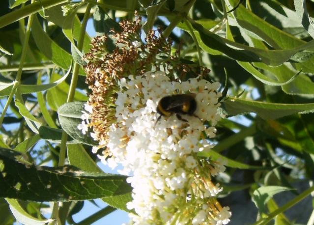 Bombus terrestris
