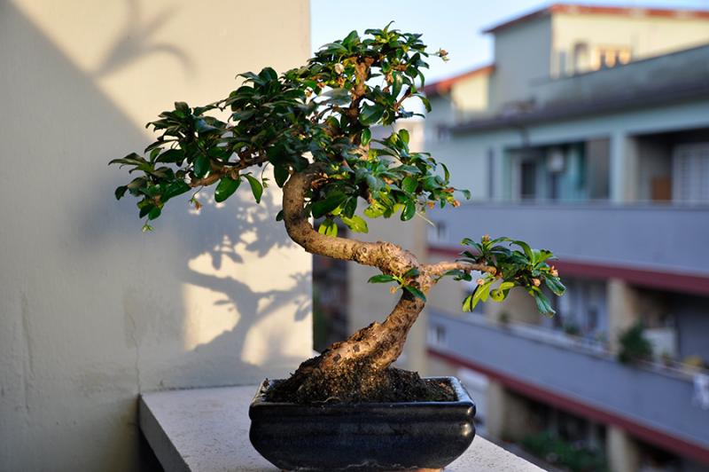 Bonsai Carmona