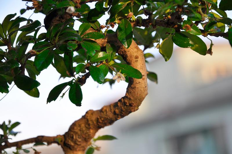 Bonsai Carmona