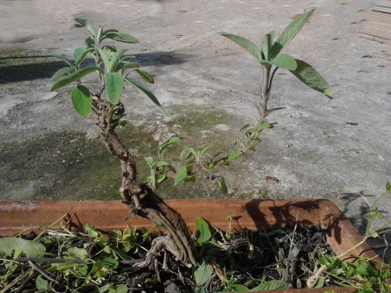 bonsai(?) di salvia