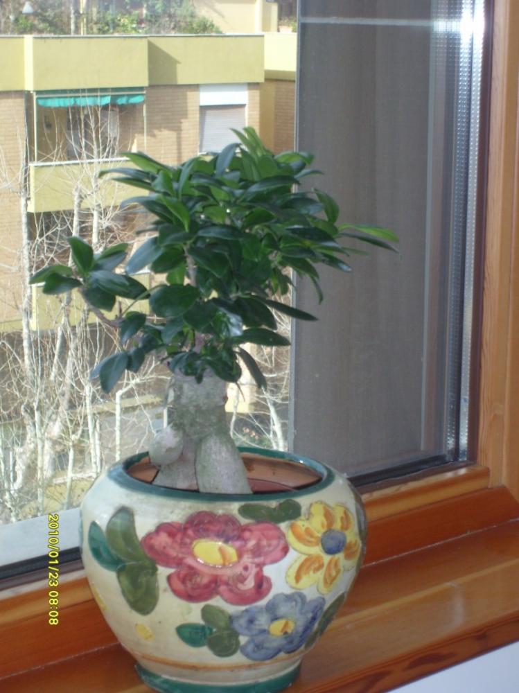 Bonsai Ficus Andr&
