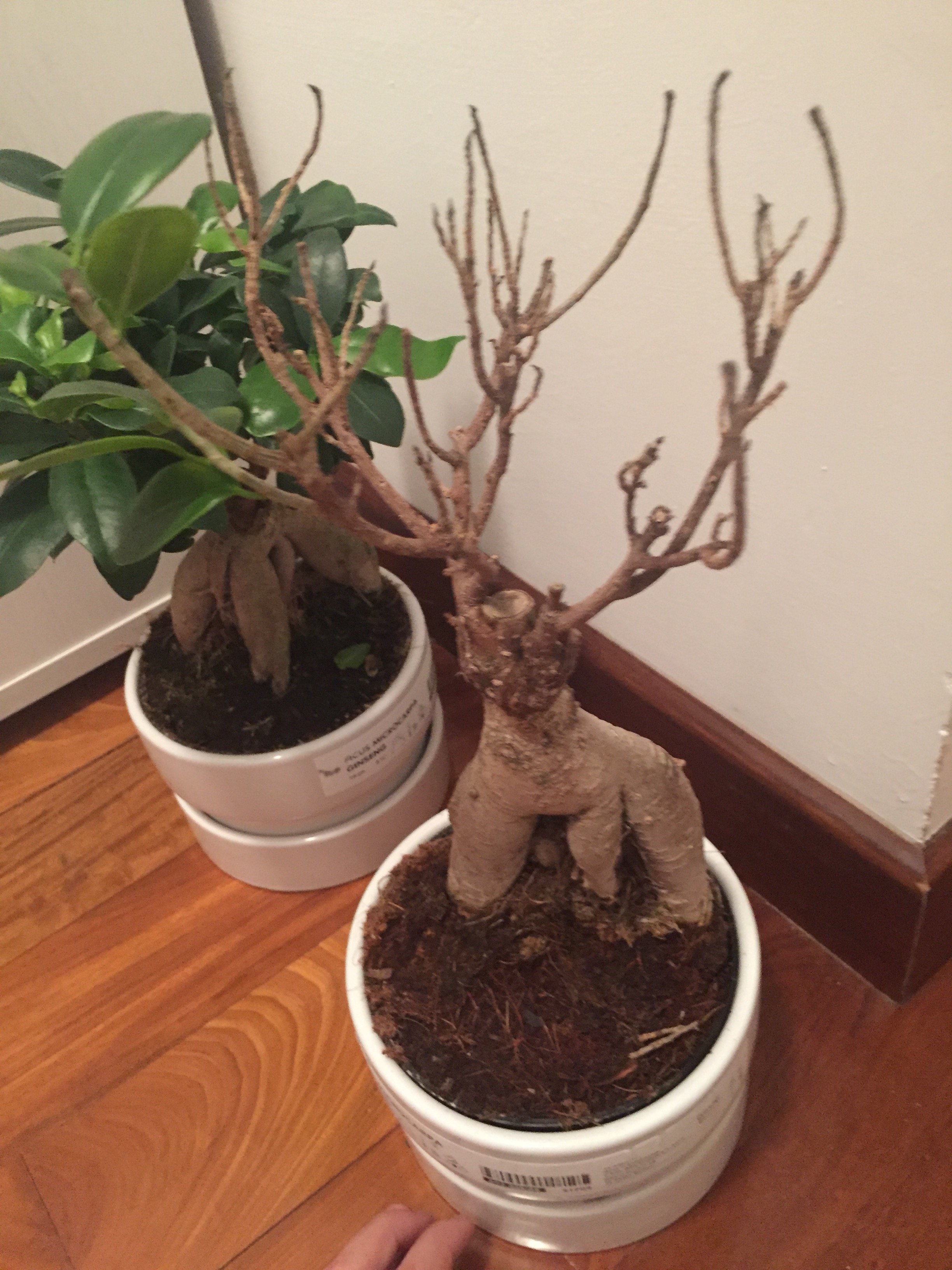 Bonsai ficus ginseng microcarpa