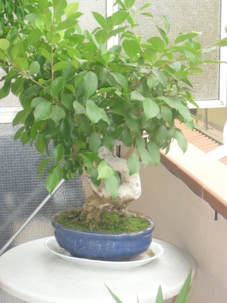 bonsai ficus