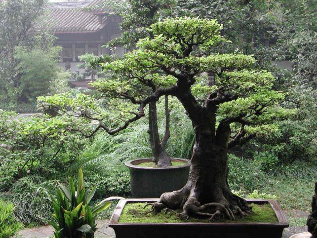 Bonsai Wallpaper bonsai 9595542 1024 768