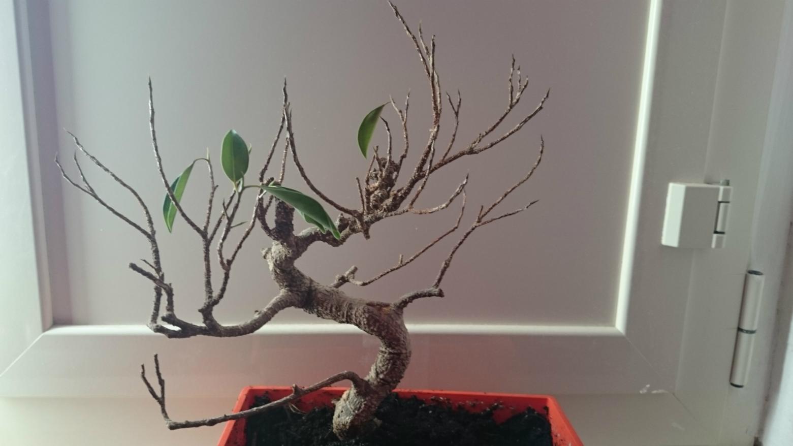 bonsai1