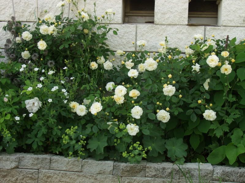 Bordura Danae 2012