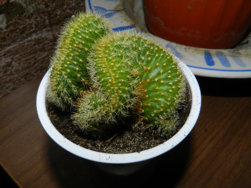 Borzicactus samaipatanus crestato