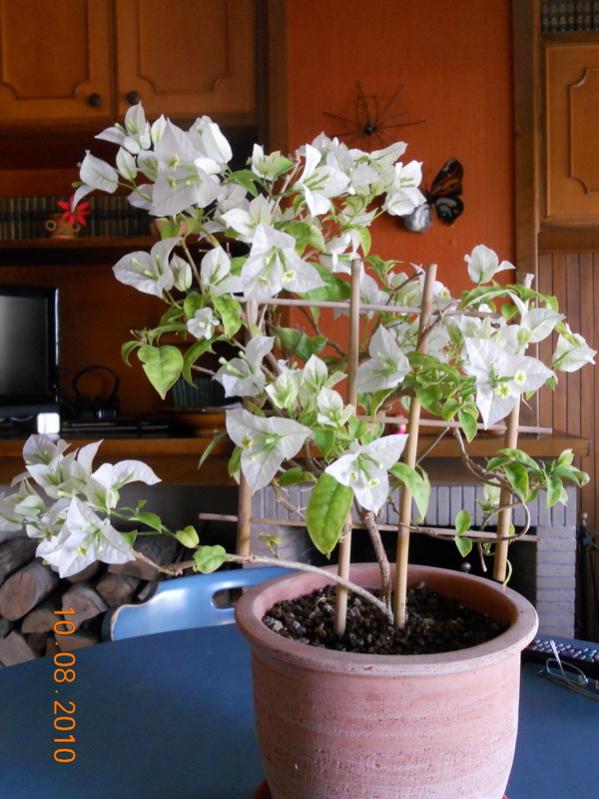 bougainvillea bianca 1