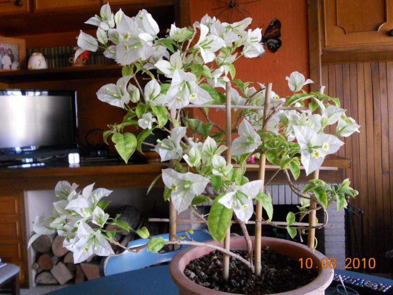 bougainvillea bianca 2