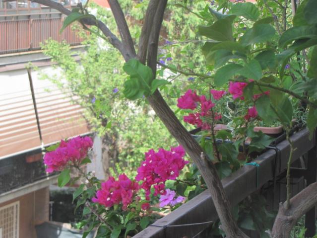 bouganvillea