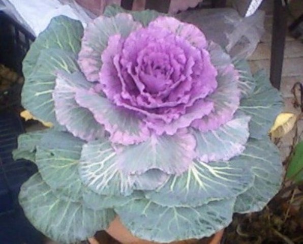 Brassica