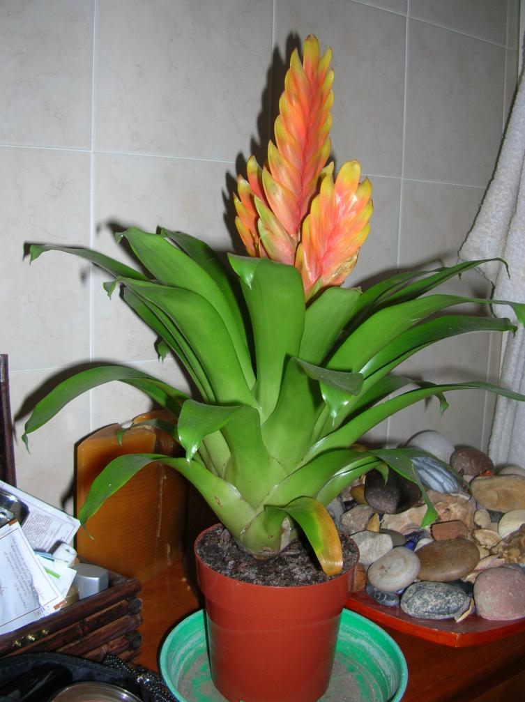 Bromelia - Vriese