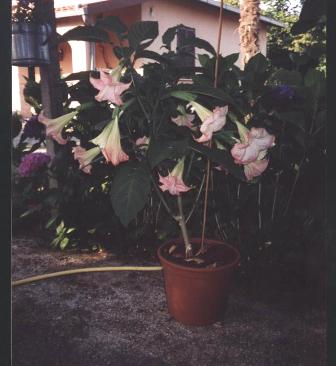 Brugmansia rosa 2