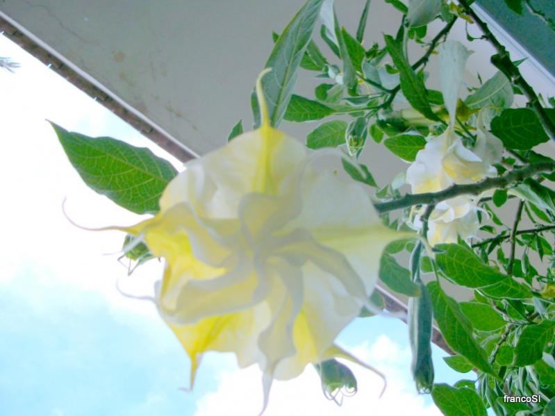 brugmansia tiara bianco