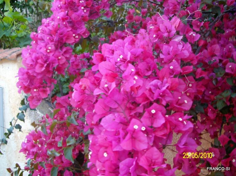 bucanville rosa 4