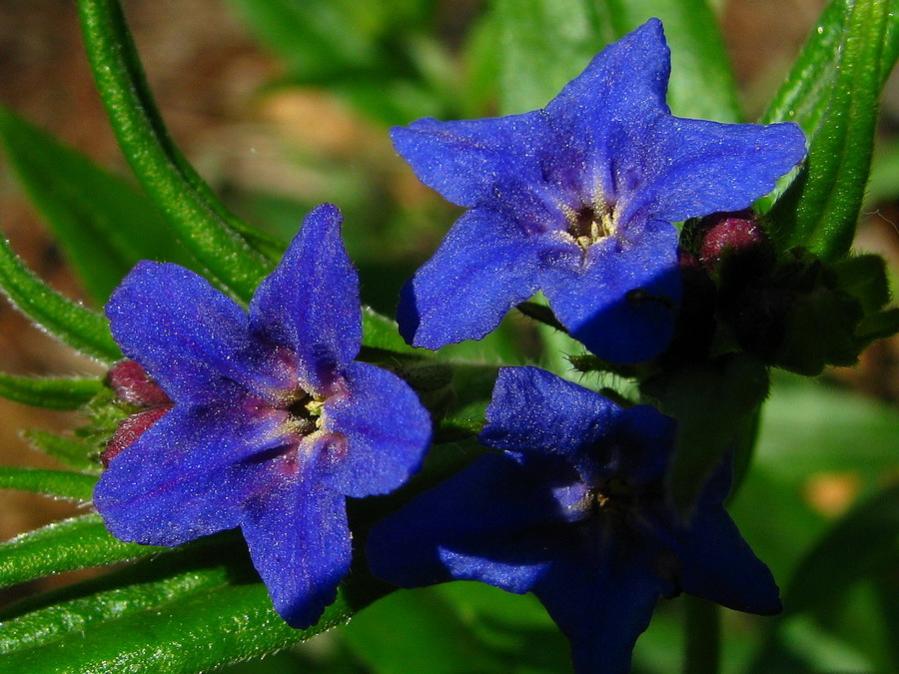 Buglossoides purpureocaelurea