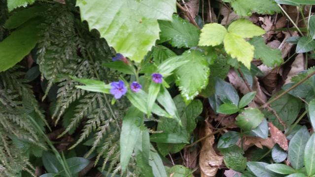 Buglossoides purpurocaerulea