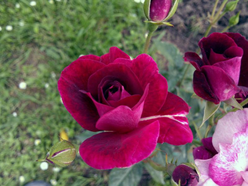 Burgundy Iceberg