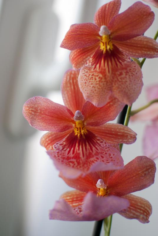 Burrageara Nelly Isler - Orchid nr15