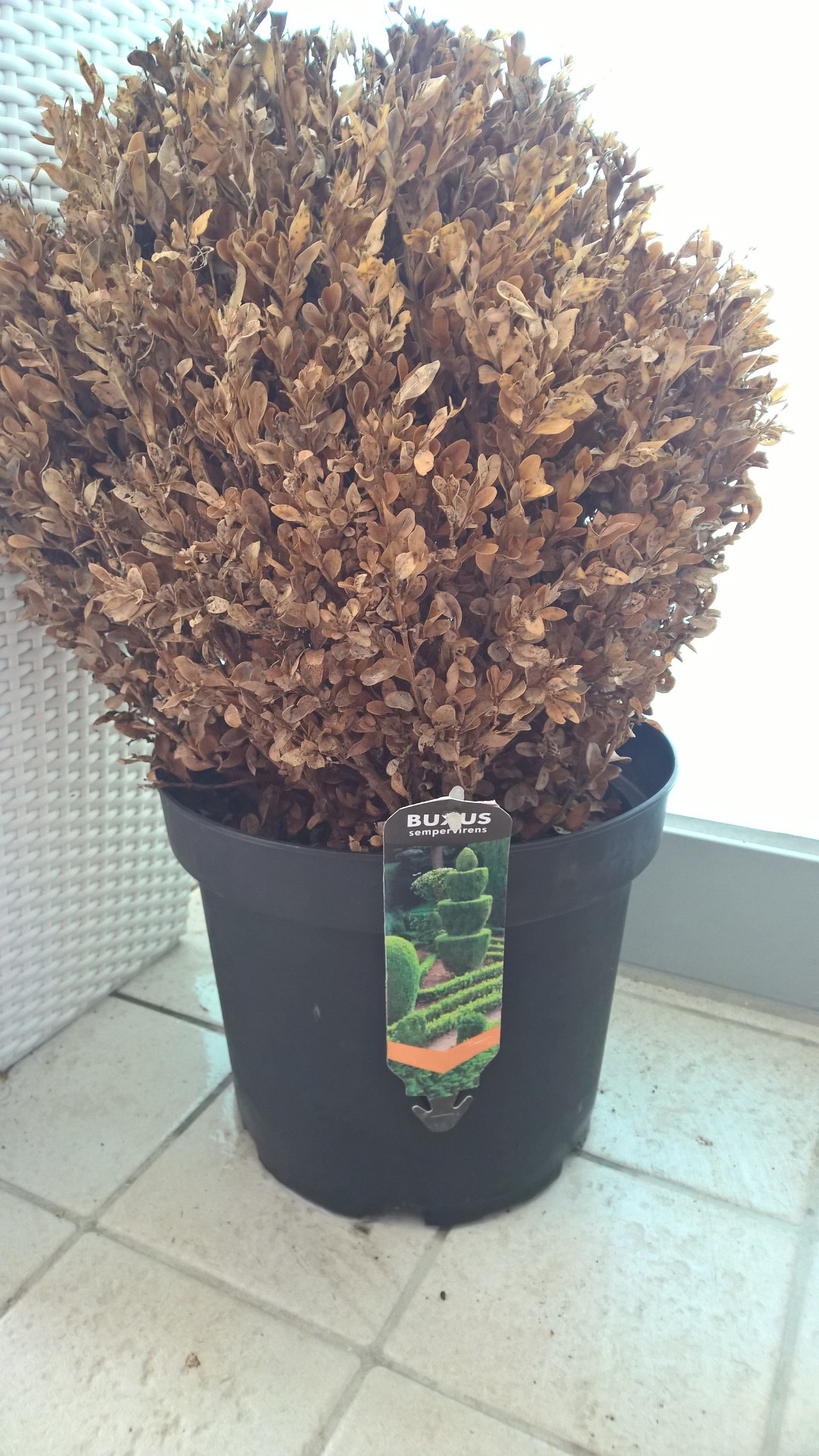 Buxus