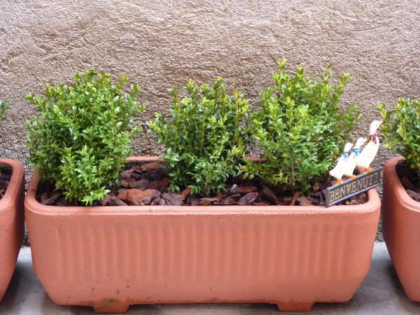 buxus.