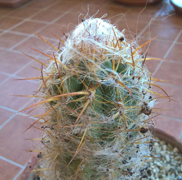 Cactus 2