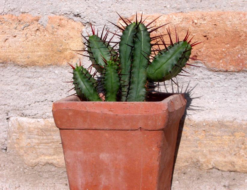 Cactus 2009 09 20 01