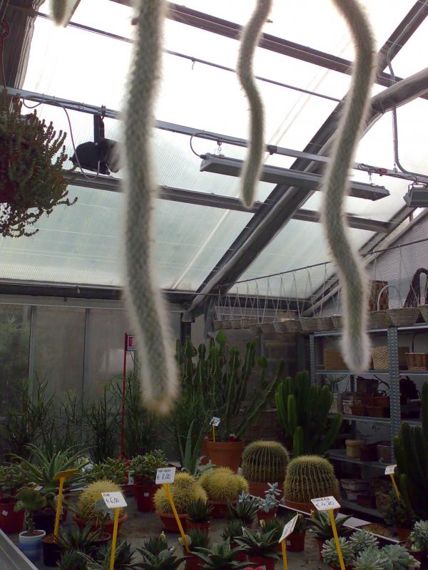 cactus pendulo