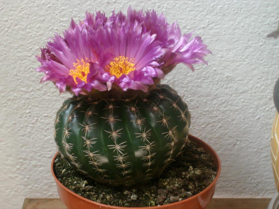 cactus viola