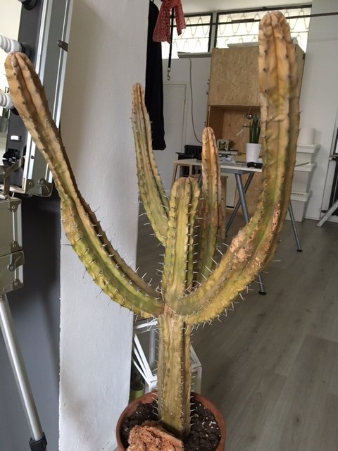 cactus