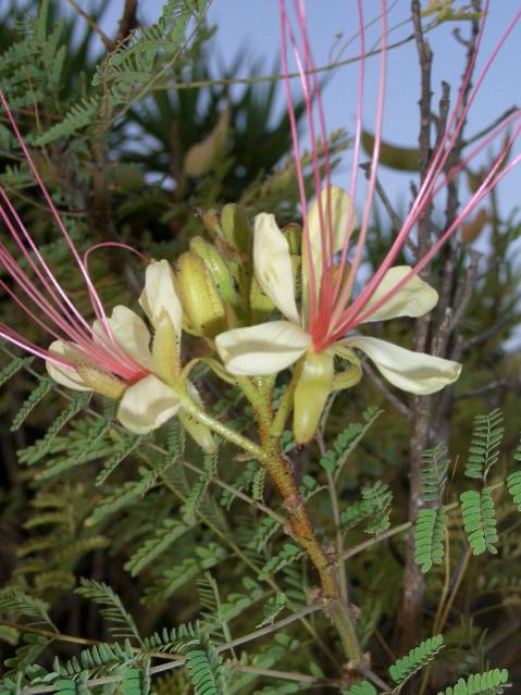 Caesalpina gilliesii