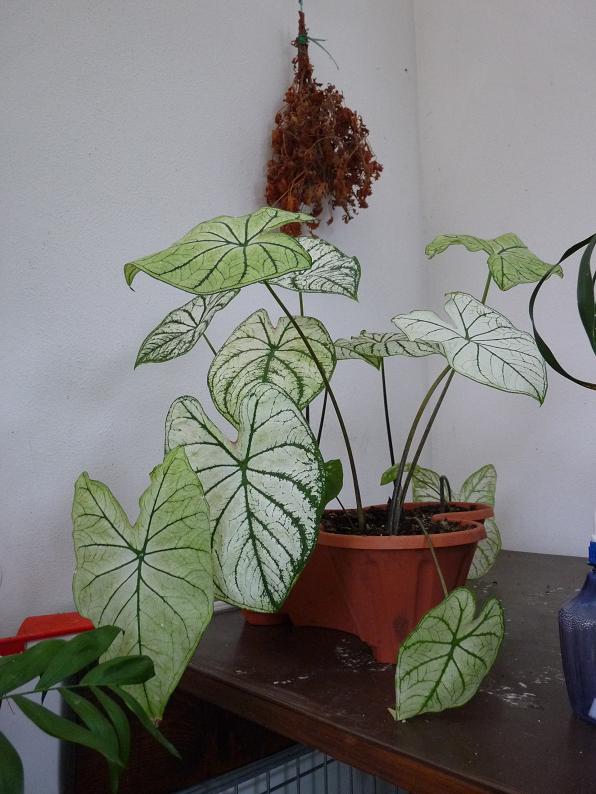 caladium appassito