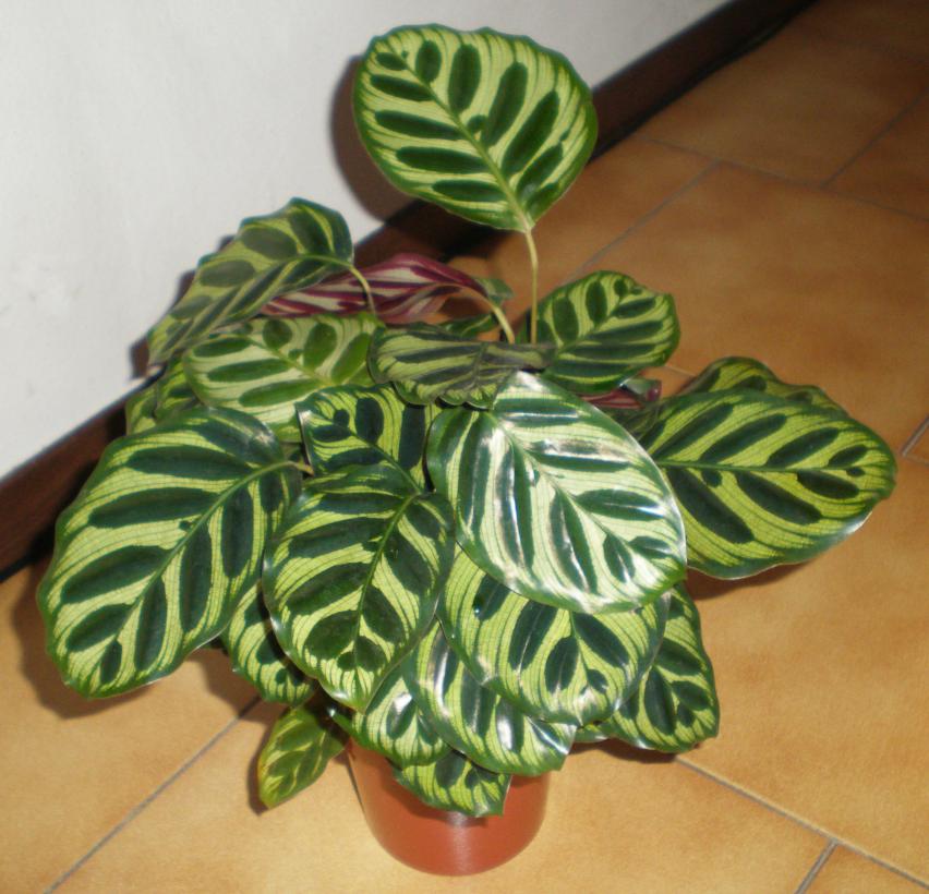 Calathea Makyoana