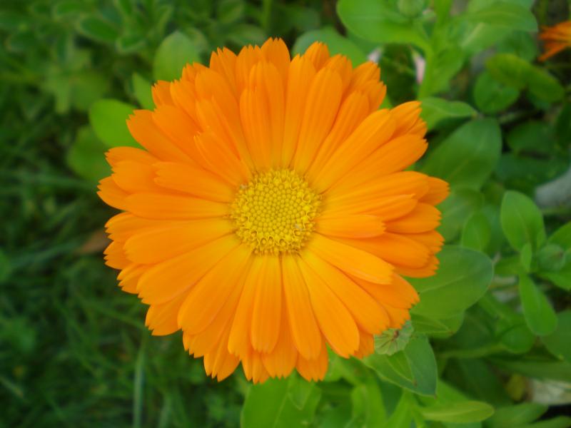 calendula